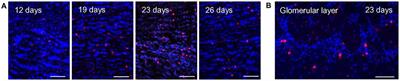 Adult Born Periglomerular Cells of Odorant Receptor Specific Glomeruli